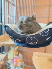 あおいの画像