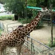 あおちゃんの画像