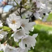 つぼみの画像