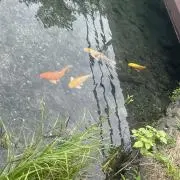 とら