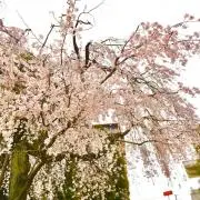 りんごEの画像