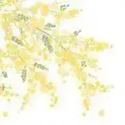 aの画像