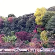 JOJOの画像