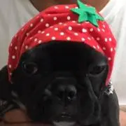 ガンズ