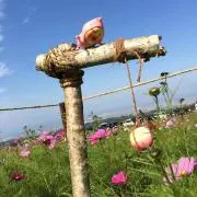 きゃすが