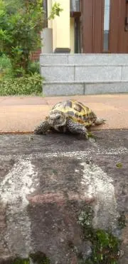 カサブランカ