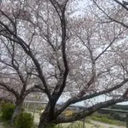 あーちゃの画像