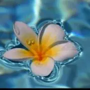 lilboo--の画像