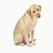 とんすけ