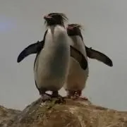 小鷹の画像