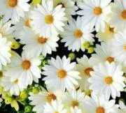 ❦❥さち❥❦の画像
