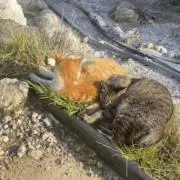 にんじんの画像