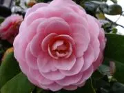 藍葉 (コメント前にプロフ確認必須)の画像