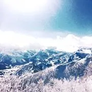 バードの画像