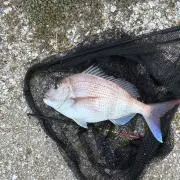 しんちゃんの画像