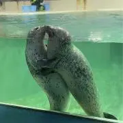 レオの画像