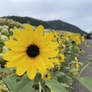 むぎの画像