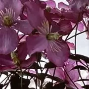 Clematisの画像