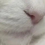 天羽の画像