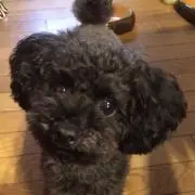 ジゼルの画像