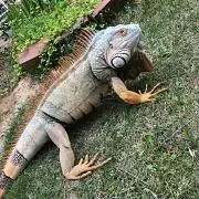 ごま