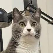 莉緒の画像