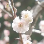 とこの画像