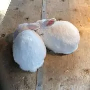 ぴょんの画像