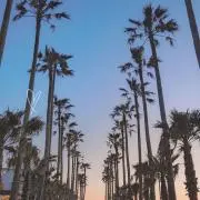 みーの画像