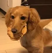 こちゃんの画像