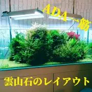 【水草たつーーー】ADA一筋＆品質第一の画像