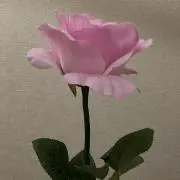 RINTAN224の画像
