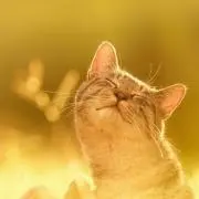 まるの画像