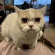 Wasabiの画像