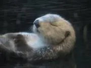 SOＴの画像