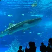 ふじこの画像