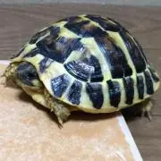 かめの画像