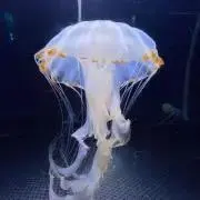 くらげ※プロフィール確認推奨の画像