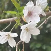 ピンキーの画像