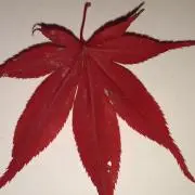 ちさとの画像