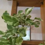 hana  ‎断捨離中✶⋆.˚の画像