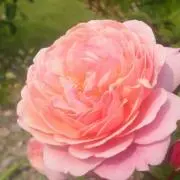 nono-esp【週末発送】の画像