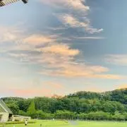 ひまわりの画像