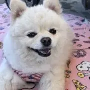 ラミ
