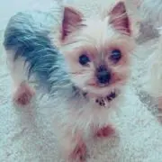 ゆき