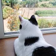 ロム　※プロフ必読の画像