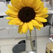 あいうえおの画像
