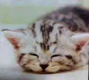 モフの画像