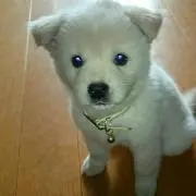りん