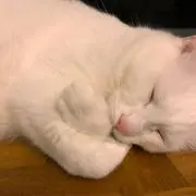 くまごろうの画像